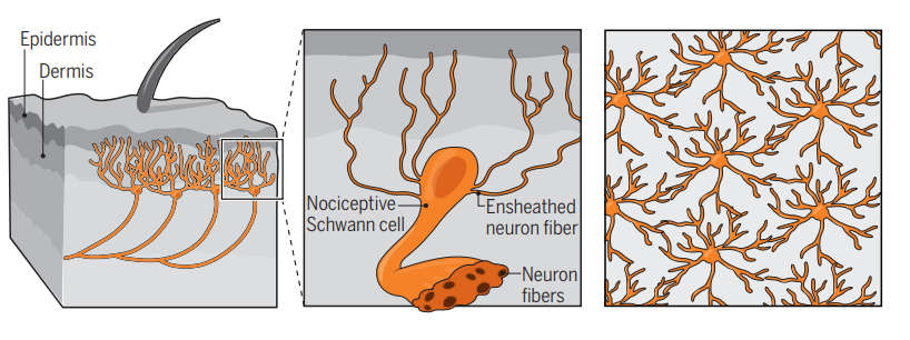 四十五年前，人們發(fā)現(xiàn)神經(jīng)膠質(zhì)細(xì)胞延伸到真皮層，但是新發(fā)現(xiàn)表明它們會進(jìn)一步進(jìn)入表皮，形成壓力檢測網(wǎng)。圖片來源：Science