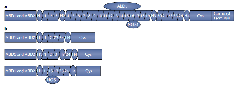 ▲全长抗肌萎缩蛋白（a）和基因疗法表达的几种微抗肌萎缩蛋白（b）（图片来源：参考资料[4]）
