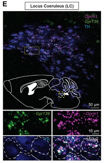 蓝斑神经元中Oprm1和Gpr139共表达