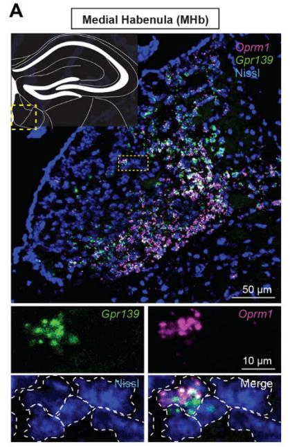GPR139抑制阿 片类药物对神经元放电的调节