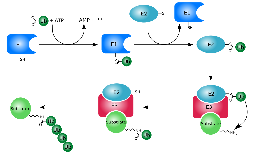 泛素化系统 图片来源：维基百科
