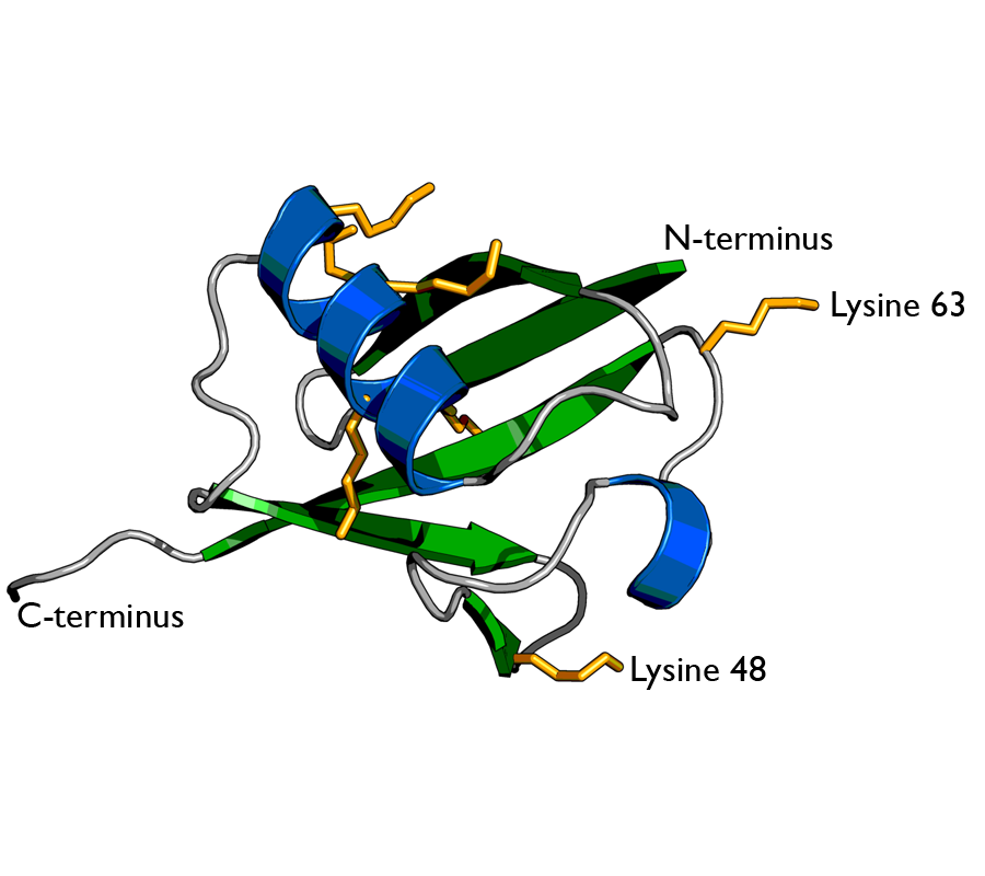 泛素（ubiquitin） 图片来源：维基百科