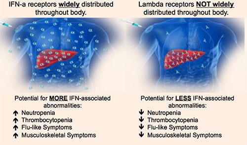 ▲Lambda受体和IFNα受体在体内分布的区别（图片来源：Eiger公司官网）
