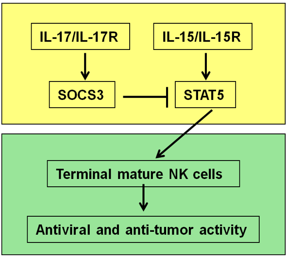 L-17负调IL-15信号抑制NK细胞成熟及功能 图片来源：参考资料[1]