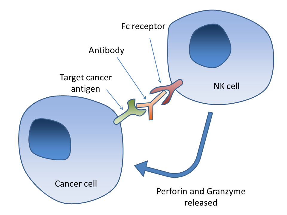 NK细胞的免疫作用