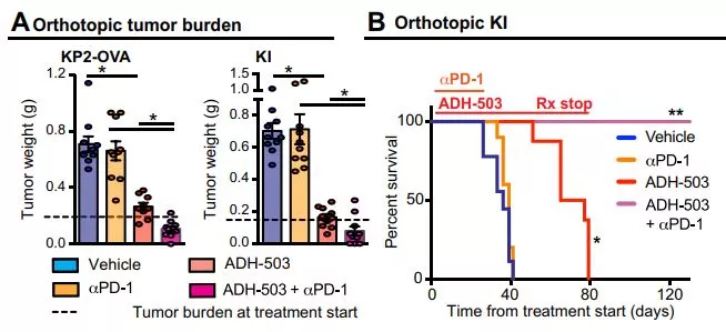 小鼠接受ADH-503與PD-1抑制劑的聯(lián)合治療后，在實(shí)驗(yàn)觀察的120天內(nèi)全部存活