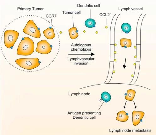 ▲癌細(xì)胞利用細(xì)胞膜上的CCR7向淋巴結(jié)轉(zhuǎn)移（圖片來(lái)源：參考資料[1]）