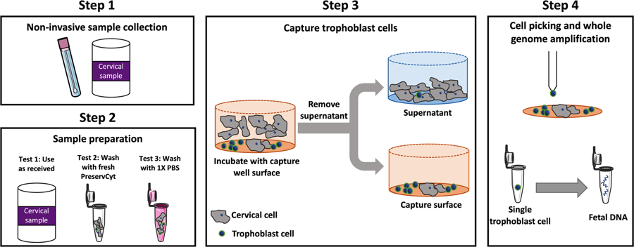 滋养层细胞富集的工作流程 图片来源：参考资料[2]