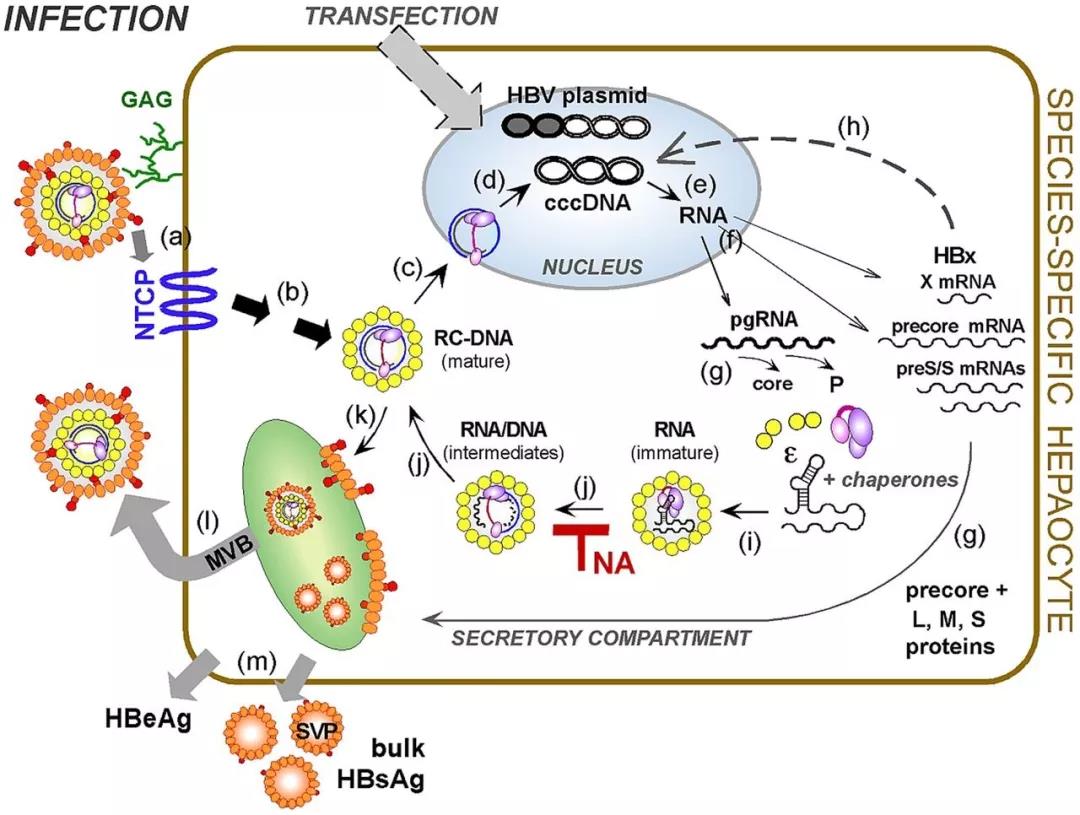 ▲HBV的生命周期（圖片來源：參考資料[2]）