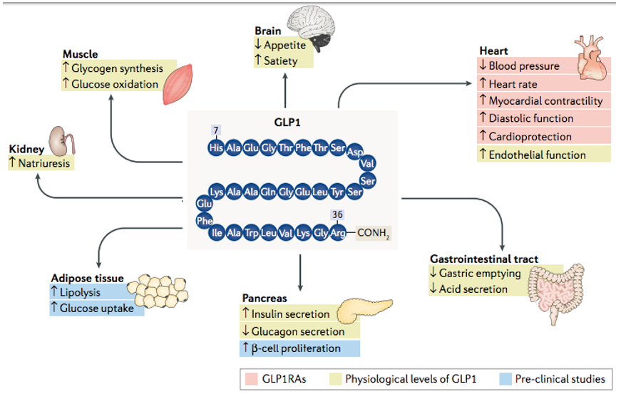 Effects of glP1 and glP1rAs on various tissues