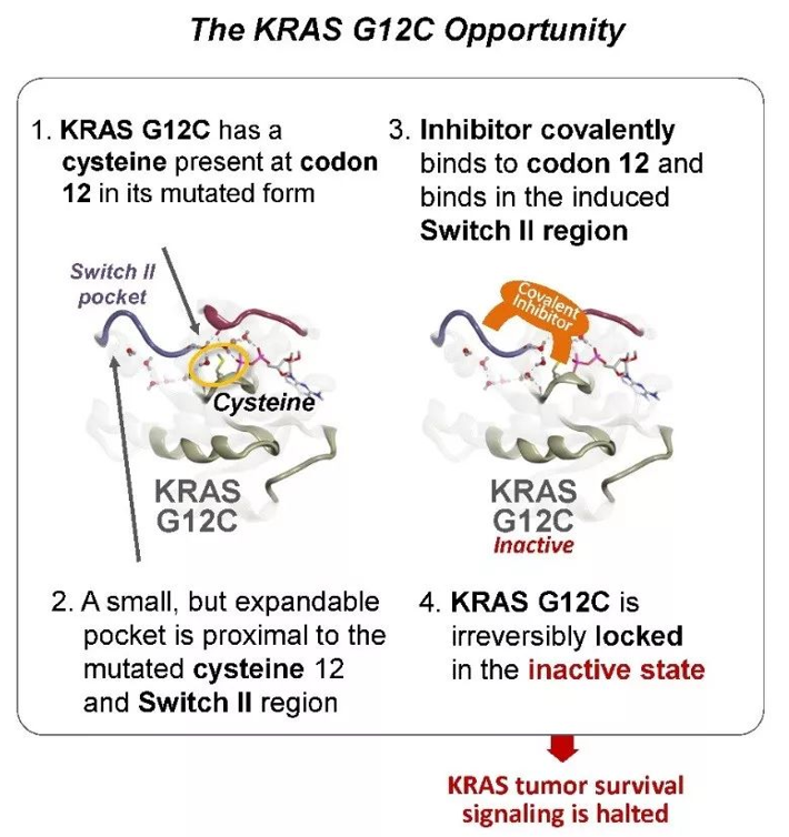 KRAS G12C抑制剂成药机制