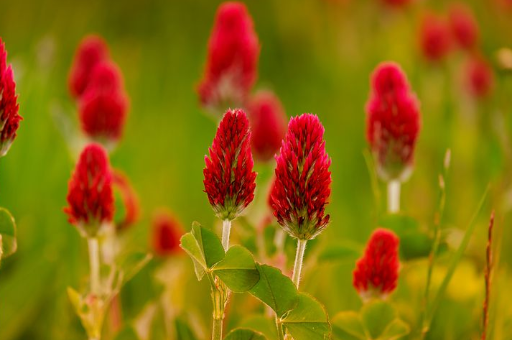 紅花苜蓿提取物