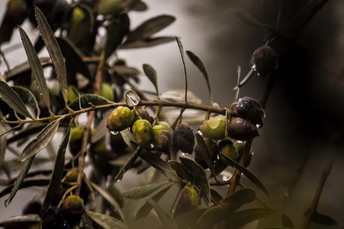 水溶性橄榄苦甙选购的注意问题