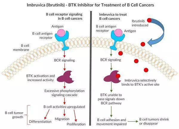 泽布替尼正是通过抑制BTK蛋白，中断癌细胞生长所依赖的B细胞受体信号通路