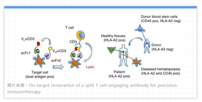 图片来源：On-target restoration of a split T cell-engaging antibody for precision immunotherapy
