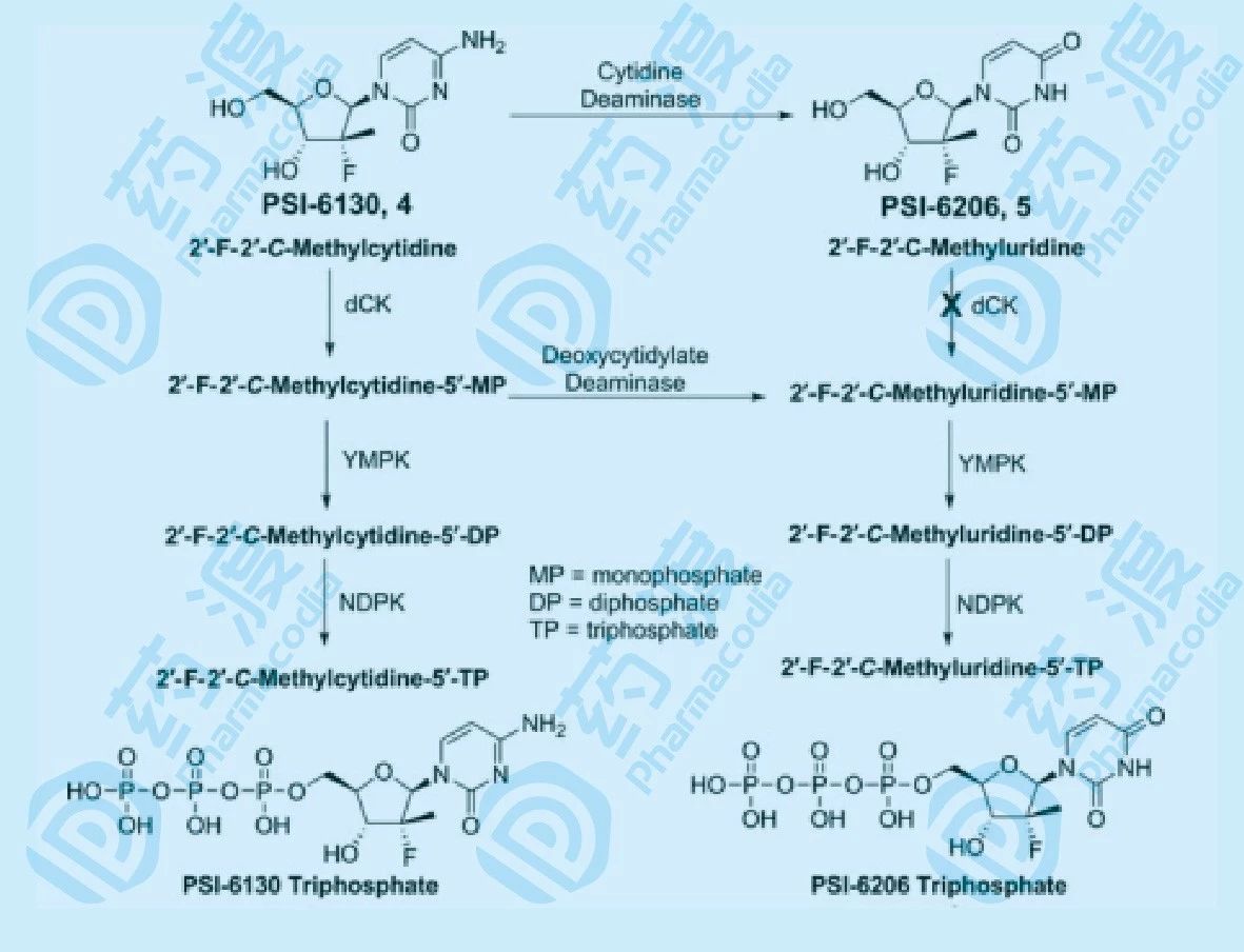 PSI-6130的代谢途径与产物