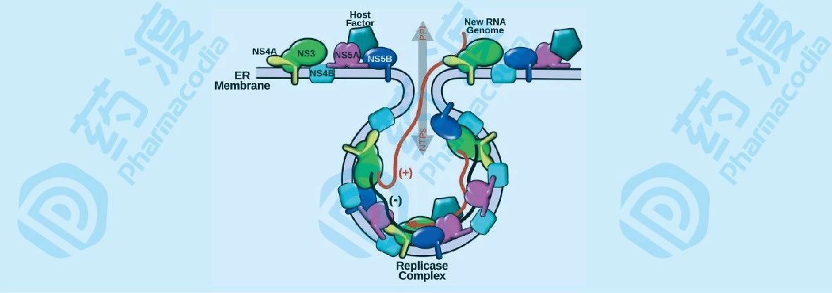 膜相关HCV的RNA复制的假设模型