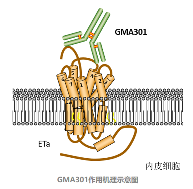 GMA301的作用机理图