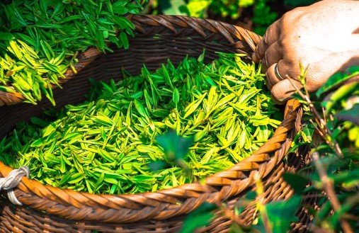 当心“绿茶提取物”陷井 几种方法教你识别“真绿茶”！