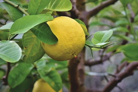 柚皮甙植物提取物为何能用于身体疾病的治疗