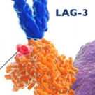 免疫检查点抑制剂LAG-3近期研究进展