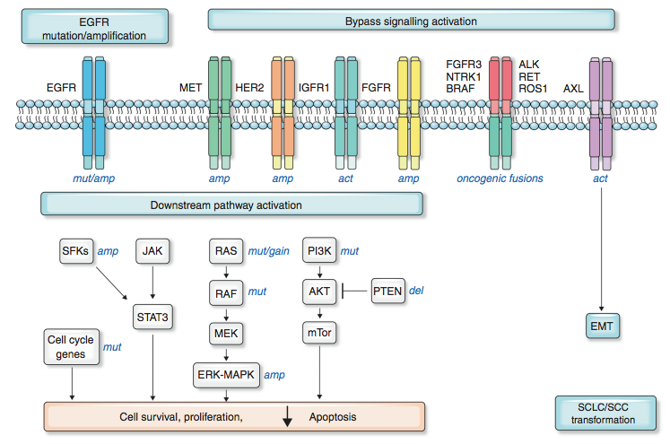 c- MET扩增与EGFR抑制剂耐药：紧密关联