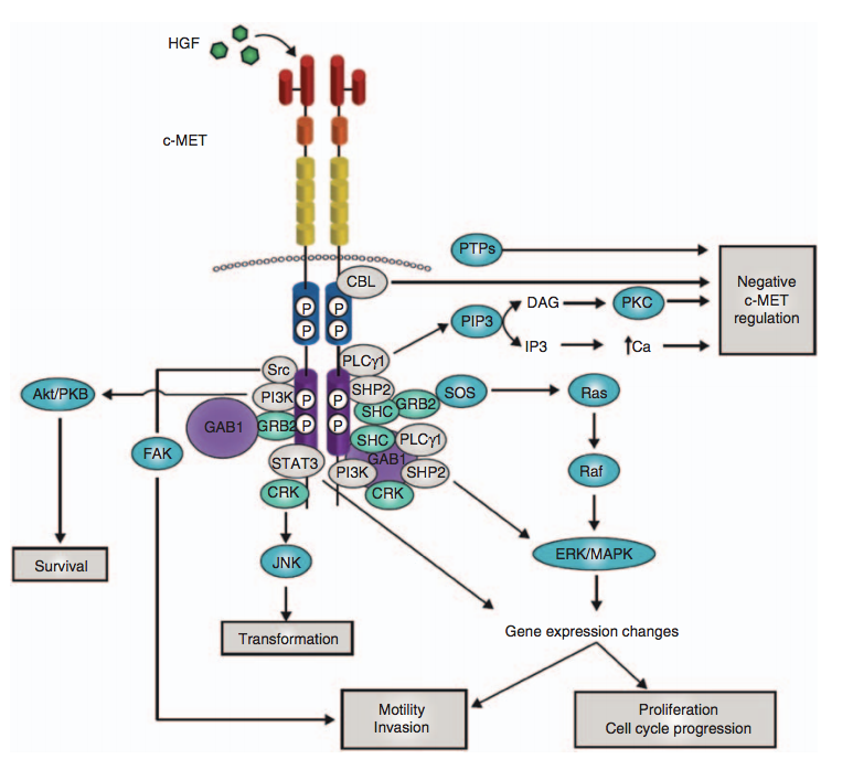 An overview of the c-MET signaling pathway