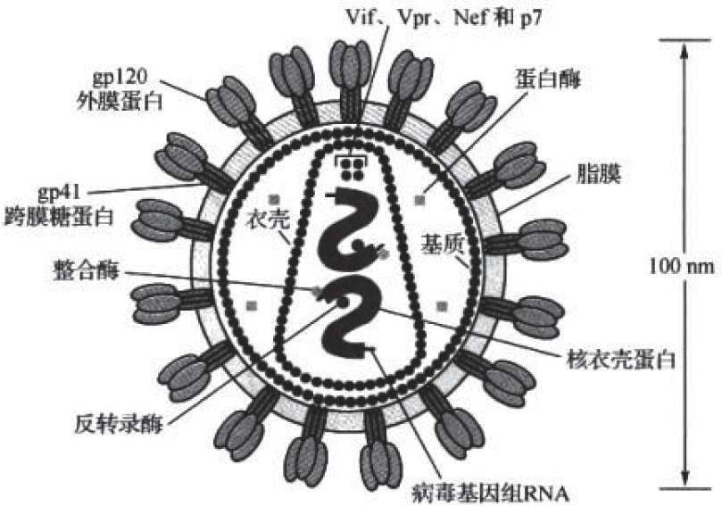 HIV病毒结构示意图