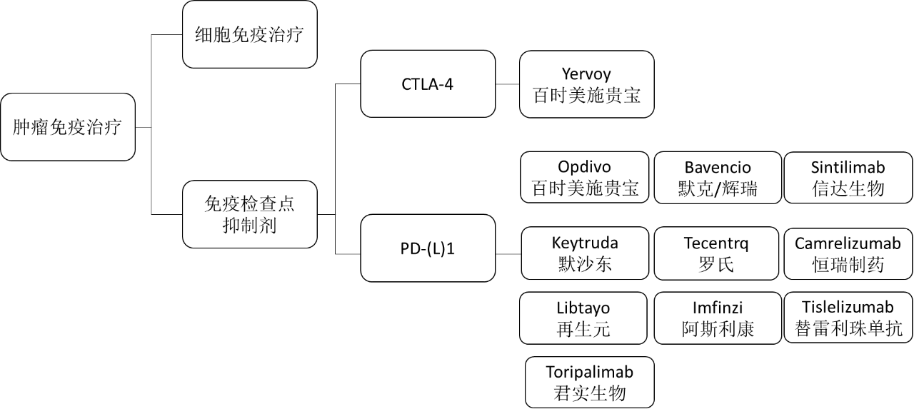 PD-（L）1与CTLA-4
