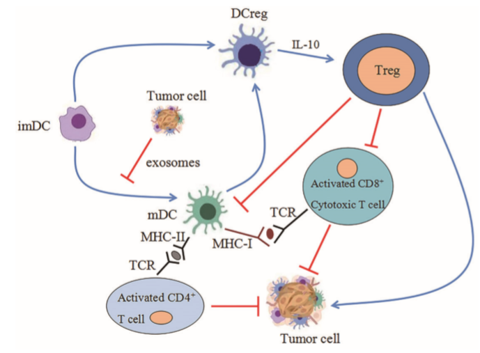 树突状细胞与免疫系统的相互作用关系