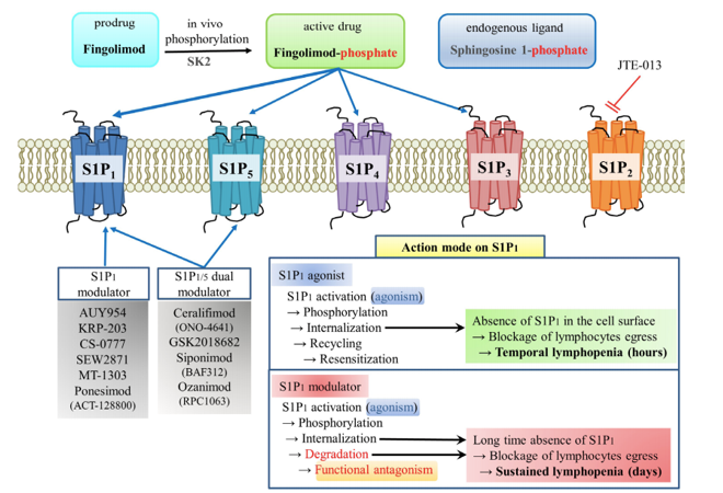 S1P受体各个亚基与在开发中的S1P受体调节剂