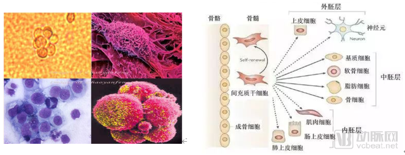 干细胞形态与分化潜能