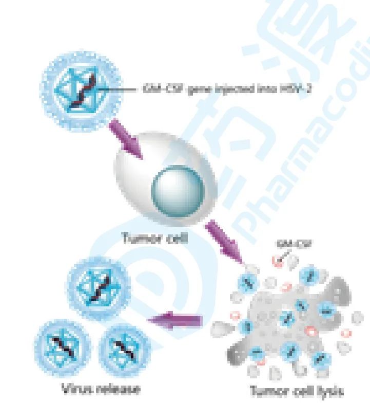 重组人GM-CSF溶瘤II型单纯疱疹病毒（OH2）注射液（Vero细胞）