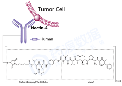 Enfortumab vedotin結(jié)構(gòu)式