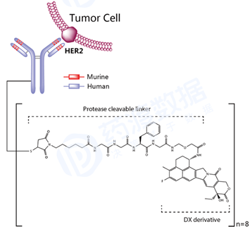 Fam-trastuzumab deruxtecan結(jié)構(gòu)式