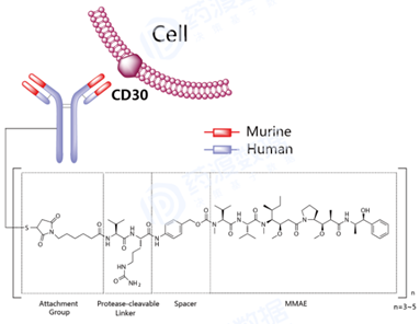 Brentuximab vedotin結(jié)構(gòu)式