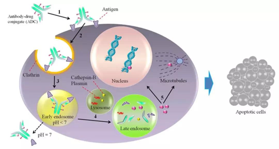 ADC藥物作用機(jī)制