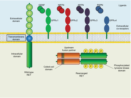 癌细胞中野生型和重排RET蛋白的示意图结构