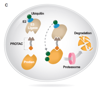 PROTACs结合靶蛋白和E3泛素连接酶，促进蛋白酶体对靶蛋白的降解