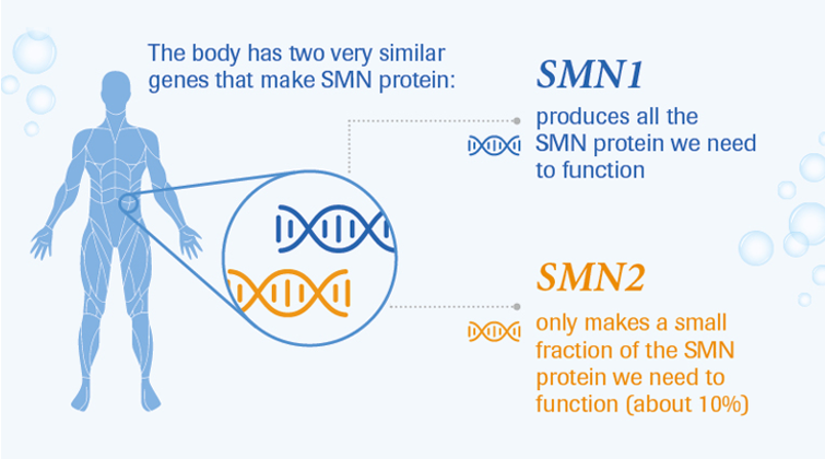 SMN1与SMN2基因功能