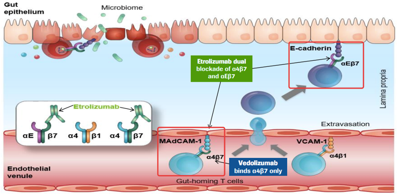 Etrolizumab靶向integrin beta-7亚基抑制循环T细胞与结肠内皮细胞结合