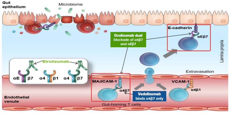 Etrolizumab靶向integrin beta-7亞基抑制循環(huán)T細(xì)胞與結(jié)腸內(nèi)皮細(xì)胞結(jié)合