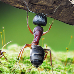 黑蚂蚁的药理作用及临床应用