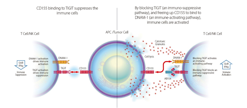 TIGIT抗体作用机制