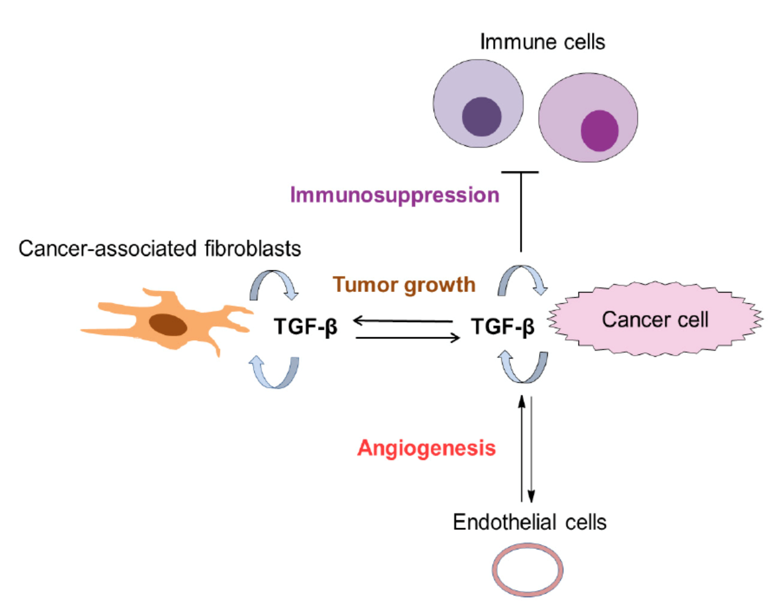 TGF-β信号传导和肿瘤微环境
