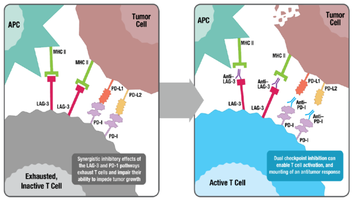抗LAG-3抗体和抗PD-1抗体联用