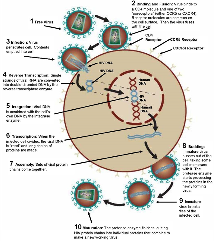 HIV在人体细胞内的感染过程示意图