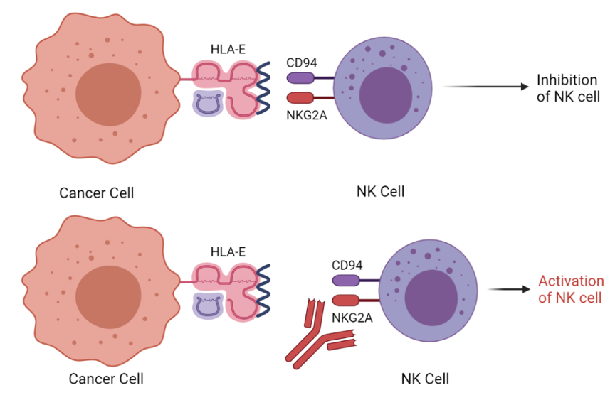 NKG2A抗体作用原理图（图片来自参考文献1）