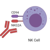 免疫治疗新靶点——NKG2A，靶向NK细胞，可与PD-1/L1协同作用