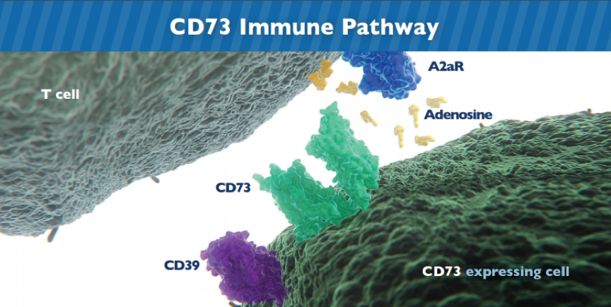CD73 Immune Pathway